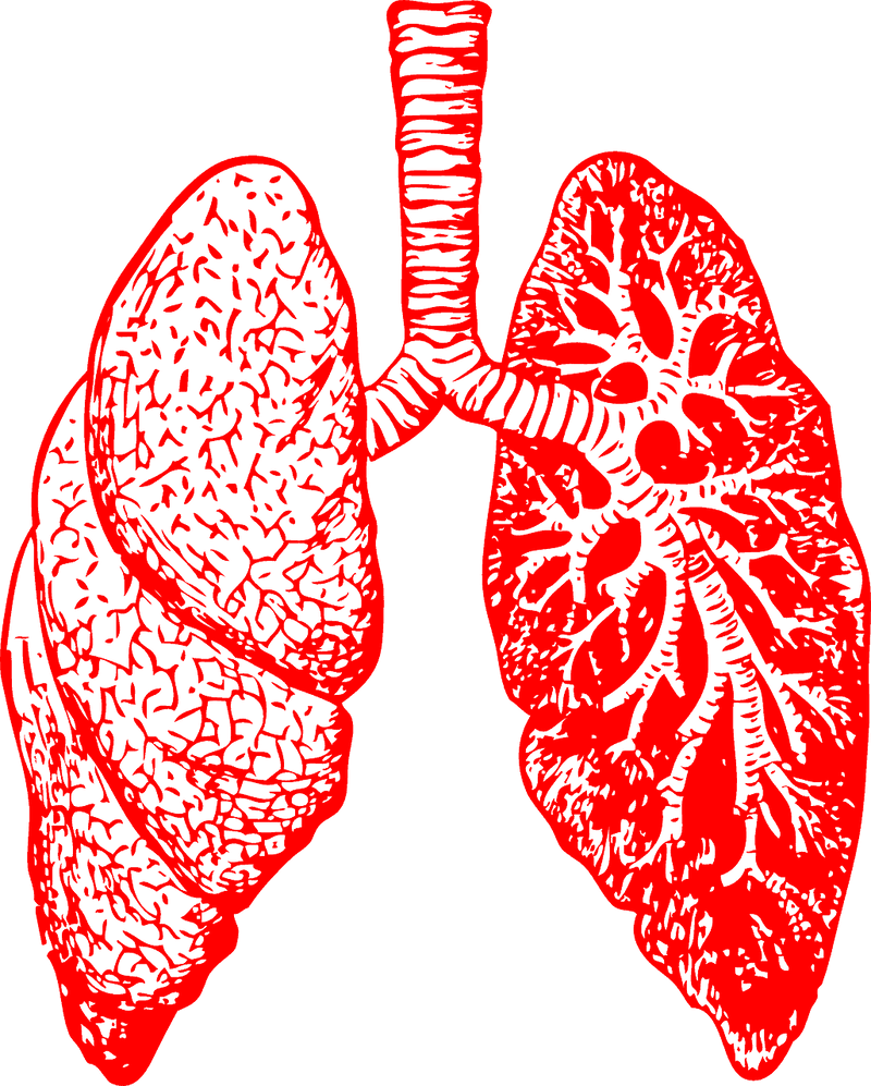 lungs 297492 1280