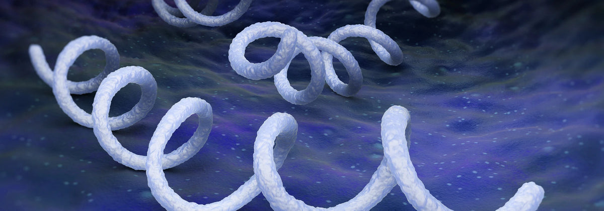 Syphilis